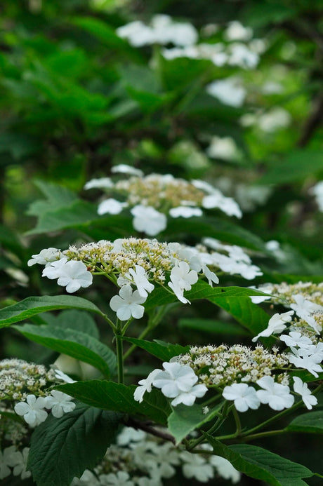 Skogsolvon (Viburnum opulus) â snöbollsbusken 'Roseum' i full blom med vita klotformade blomklasar i svensk trĂ€dgĂ„rd kring midsommar, lundartat lĂ€ge med mullrik, fuktig jord.
