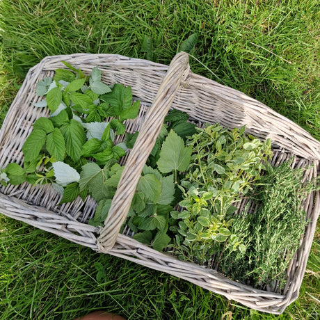 Skörd av örter och kryddväxter: torka libbsticka, oregano och timjan upp och ner; frys in basilika, dill och persilja för lång hållbarhet.