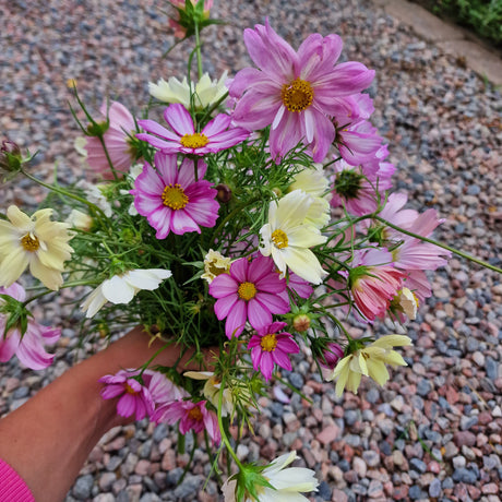 Sommarbukett med rosenskära (Cosmos bipinnatus) – lättodlad, långblommande snittblomma i familjen Asteraceae, vacker i rabatt och kruka, lockar pollinerare.