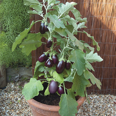 Odling av aubergine (äggplanta): sådd, groddtid, omskolning med växtbelysning, avhärdning och krukodling i näringsrik jord med kogödsel för bättre skörd och beskärning.