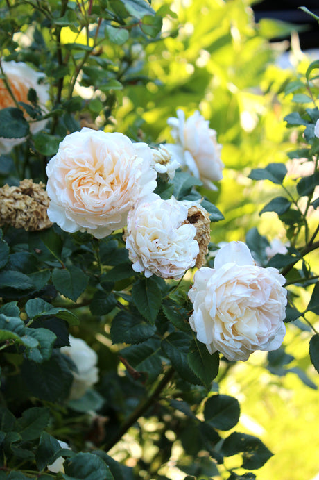 Crocus Rose â Austinros i sommarens prakt i halvskugga; remonterande ros och verkligt blickfĂ„ng i rabatten. Deadheading ger fler blommor pĂ„ rosorna hela sĂ€songen.