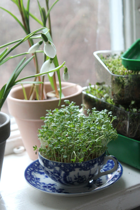 Februari i zon 2 – kallsådd och tidiga försådder med fönstertomater Tiny Tim, pelargoner och perennrabatter som klipps ner och täcks med kogödsel; sen vitlök, svenskodlade fröer som Lokförare Bergfälts Jätteärt samt skott och groddar (krasse) inomhus