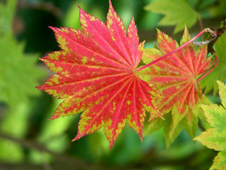 Japansk lönn Acer japonicum âAureumâ i gyllene höstfĂ€rg â höstglödande trĂ€d och buskar för trĂ€dgĂ„rden med sprakande fĂ€rgprakt bland lönnar, korneller och benved.