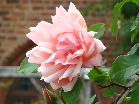 Klätterrosen 'Albertine' i blom – exempel på ros att kupa på hösten; kupning av rosor med jord/grov kompost och granris skyddar förädlingsstället inför vintern.