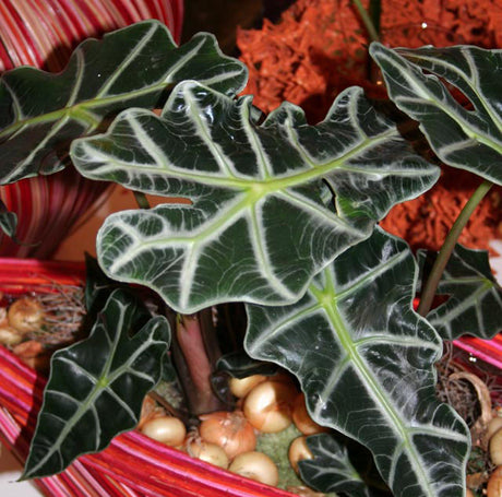 Alocasia x amazonica ‘Polly’ i randig korgkruka – exotisk bladväxt och krukväxt med mörkgröna pilformade blad och vita nerver, trivs i halvskugga och hög luftfuktighet