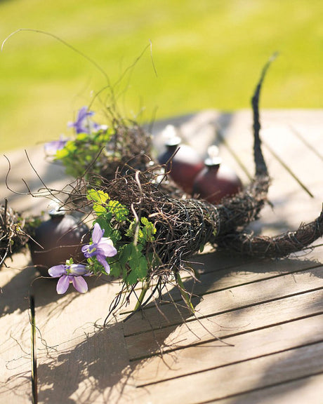 Akleja (Aquilegia) â gammaldags, klassisk perenn för romantiska trĂ€dgĂ„rdar; sommarblommande, tĂ„lig och lĂ€ttskött, lockar pollinatörer och passar med lavendel, salvia, höstöga och riddarsporre.