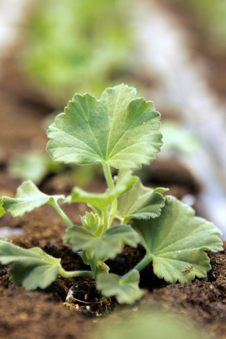 Ă
rets Pelargon 2025 âSummer Twist Roseâ â stjĂ€rnpelargon med korallrosa stjĂ€rnblommor, riklig blomning och robust vĂ€xtkraft, presenterad pĂ„ Nordiska TrĂ€dgĂ„rdar i Stockholm av BlomsterfrĂ€mjandet; inspirerar svensk odling.