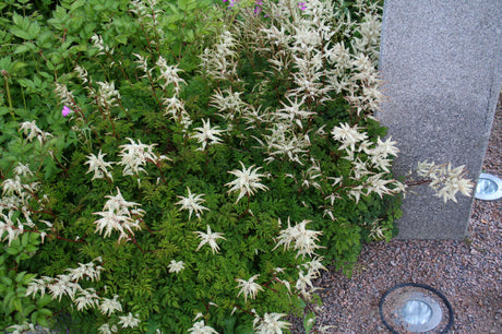 Koreansk plymspirea (Aruncus aethusifolius), Årets Perenn 2010 – gräddvita blomvippor juni–juli över kompakta ca 30 cm tuvor; lysande grönt bladverk med rödgula höstfärger; härdig, lättodlad marktäckare för sol till skugga, kruka och stenparti.