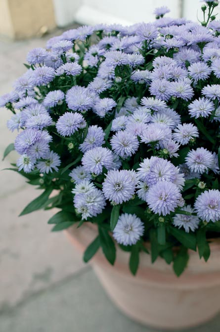 Aster novi-belgii (aster i kruka) på soligt läge, planterad tätt i näringsrik, väldränerad blomjord; skötselråd: regelbunden vattning, gödsla och klipp bort vissna blommor för lång sensommarblomning.