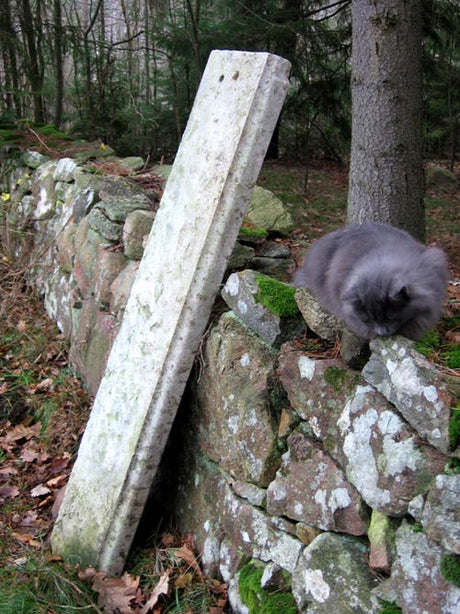 Stenskatt i trĂ€dgĂ„rden i november â ljus kalkstensskiva lutad mot grĂ„stensmur, planerad som bĂ€nk vid vĂ€xthuset, omgiven av tallskog, i sĂ€llskap av katten Foxie.