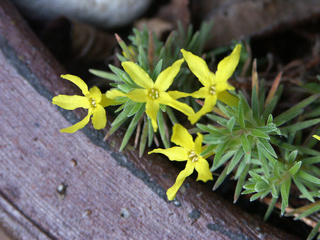 Barrdraba (Draba aizoides) i alpint stenparti – låg, tuvbildande perenn med små gula blommor; trivs i full sol och väldränerad, kalkrik grusjord; tidig vårblomning.