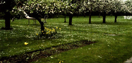 Blommande gräsmatta med tusensköna, maskros, klöver och veronika som lockar pollinatörer – exempel på kemikaliefri, ekologisk skötsel med mekanisk ogräsbekämpning i stället för ogräsmedel med fenoxisyror.