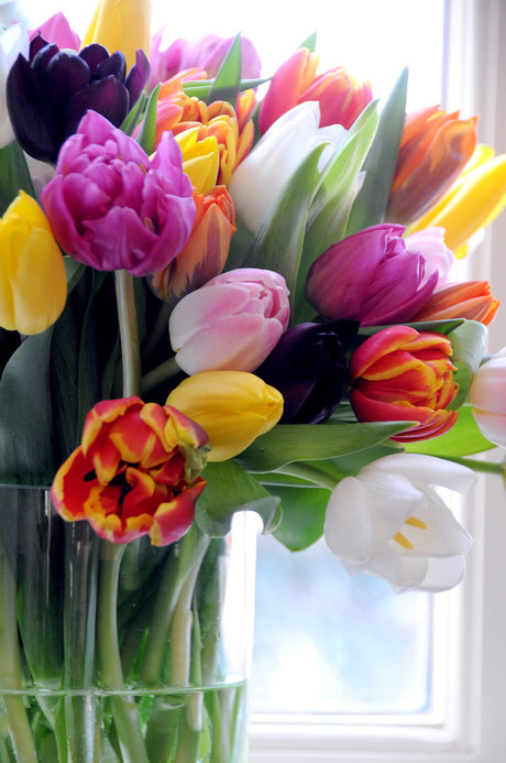 Tulpaner i glasvas – krispig bukett svenskodlade snittblommor som ger vårkänslor; klassiskt och modernt blomsterarrangemang för advent, jul och nyår.