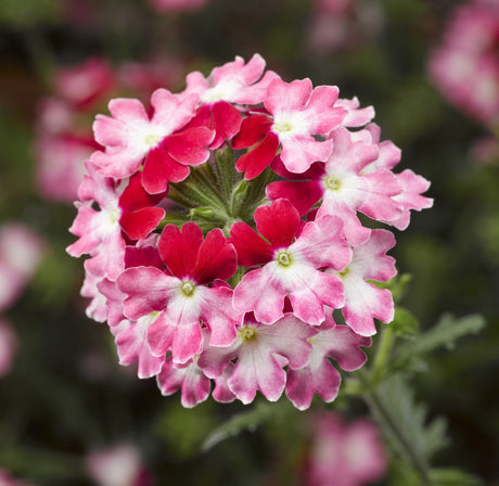 Verbena Lanai® Twister Red – prisbelönt FleuroStar Awards-verbena med unik vit, rosa och scharlakansröd blomning; lättskött, långblommande sommarblomma för ampel, kruka, balkong och trädgård som lockar pollinatörer (Blomsterfrämjandet)