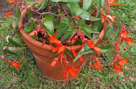 Begonia Boliviensis Bonfire med lysande rödorange blommor i växthus/glashus i Norrbotten, Luleå – odling i kallt klimat, trivs långt in på hösten trots nattfrost; hopp om ny odlingssäsong.