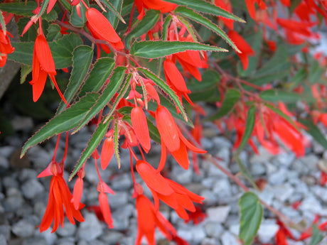 Boliviabegonia (Begonia boliviensis) ’Bonfire’ med lysande orange, fuchsialiknande klockblommor och hängande växtsätt i ampel/kruka – rikblommande, lättskött sommarblomma för sol och halvskugga.