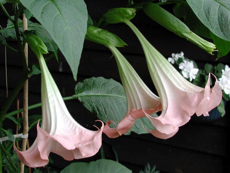 Brugmansia suaveolens (änglatrumpet) med stora hängande, doftande trumpetblommor i rosa/aprikos; giftig krukväxt i potatisfamiljen Solanaceae för altan och trädgård – ej Datura.