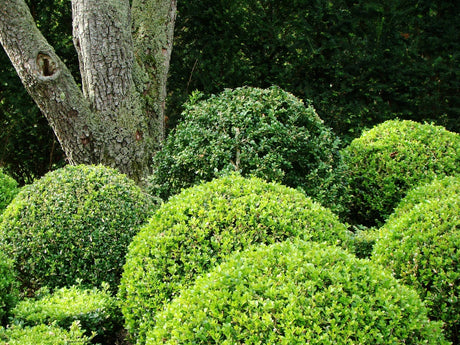 Buxbom drabbad av buxbomssjuka (Cylindrocladium buxicola, boxwood blight) med gulnande blad, brunsvarta stjälkfläckar och vita sporer; åtgärder: gräv upp och bränn, strikt hygien, undvik nyplantering och ersätt med idegran (Taxus) eller liguster