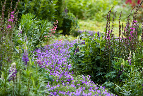 Campanula i rabatt med blå klockblommor – härdig, frosttålig perenn för uteplats, stenparti och kruka; lång blomningstid, väldränerad jord och jämn vattning