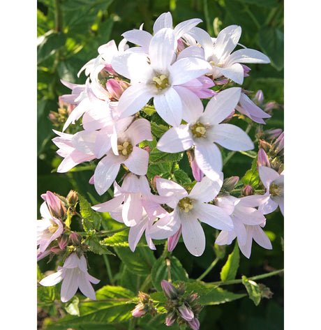 Mjölkklocka (Campanula lactiflora âLoddon Annaâ) â ljusrosa, sirlig perenn för rabatter/cottage garden; blommar juliâseptember, lĂ€ttodlad i solâhalvskugga och nĂ€ringsrik, vĂ€ldrĂ€nerad jord.