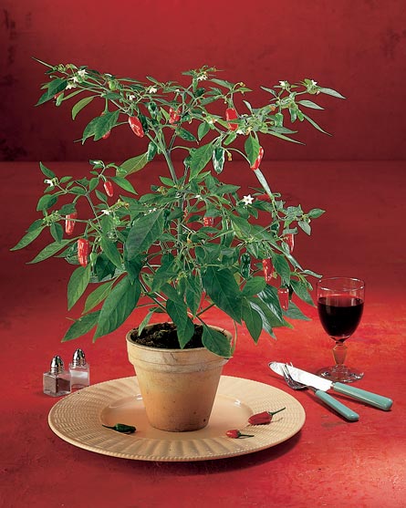 Capsicum annuum 'Apache' chilipeppar – dekorativ, lättodlad kryddväxt i fönsterkarmen med smala hängande frukter, stark hetta och riklig skörd.