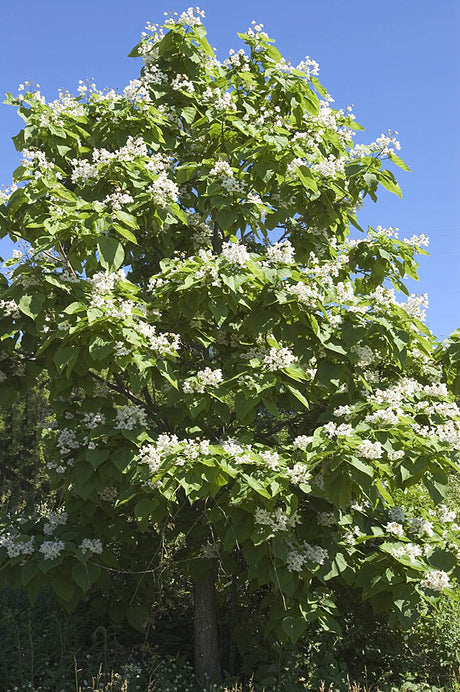 Catalpa speciosa (praktkatalpa) med pyramidformad krona och vita blommor â hĂ€rdig till zon 4; snabbvĂ€xande prydnadstrĂ€d för svenska trĂ€dgĂ„rdar i kallare klimat.
