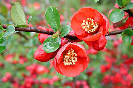 Rosenkvitten (Chaenomeles x superba 'Knap Hill Scarlet') med mörkröda blommor i maj–juni; härdig buske och marktäckare med frukter rika på pektin och C-vitamin för gelé, marmelad och lemonad.