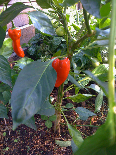 Chili och tomater i kruka pĂ„ ljus fönsterbrĂ€da â inomhusodling för lĂ€genhet utan balkong; odla chiliplantor, busktomater och ampeltomater.