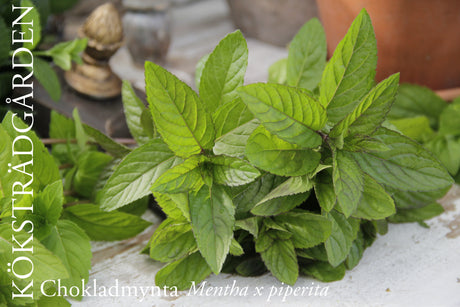 Chokladmynta – aromatisk mynta (Mentha x piperita) i Lamiaceae; odla mynta i kruka på balkongen eller i köksträdgården; lockar pollinatörer, sprider sig invasivt via utlöpare; perfekt till te, Mojito och desserter.