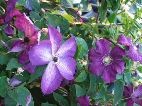 Clematis viticella 'Ătoile Violette' (Ă€ven 'Venosa Violacea') â senblommande klematis i Viticella-Gruppen, exempel pĂ„ beskĂ€rningsgrupp 3; beskĂ€rs höst/vĂ„r till ca 20 cm och blommar pĂ„ Ă„rsskott för rik sommarblomning.