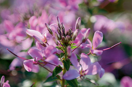 Paradisblomster/spindelblomma (Cleome hassleriana) 'Senorita Rosalita' â kompakt, tagglös sort med violettrosa, sterila blommor och lĂ„ng blomning; ideal för krukodling och rabatt; lockar fjĂ€rilar och bin.