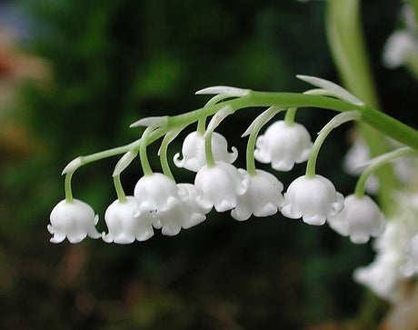 Iskonvaljer – liljekonvalj (Convallaria majalis) som vinterkonvalj; doftande vita klockor drivna till jul genom kylbehandling, klassisk svensk julblomma.