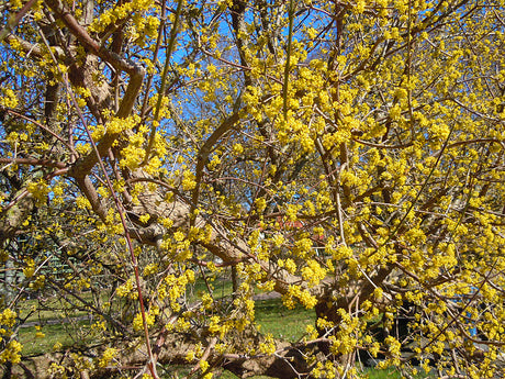Körsbärskornell (Cornus mas) med gula stjärnblommor som blommar tidigt på våren före lövsprickningen; lättskött prydnadsbuske för soligt läge och väldränerad, något kalkhaltig jord; klarröda bär till saft och sylt.