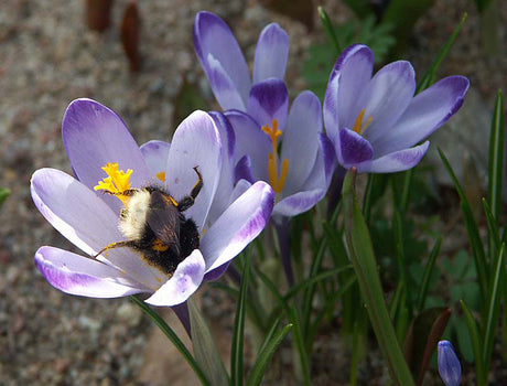 Vårkrokus (Crocus vernus) i trädgård – skydda lökar mot sork genom att plantera med narcisser, kejsarkronor och Allium samt använda nätkorgar och vitlök.