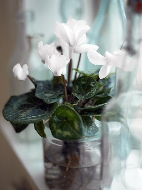 Cyklamen (Cyclamen persicum) – höstens eleganta favorit med sirliga blommor på bruna stjälkar; ideal som bukett eller krukväxt i oktober för att hedra äldre; skötsel: glasvas, torr knöl, byt vatten ofta.