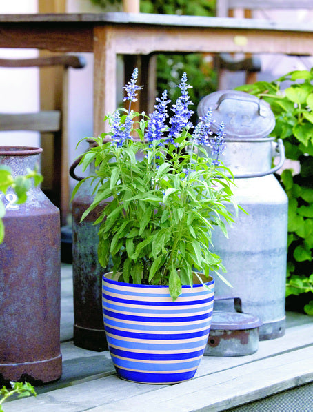 Daggsalvia (Salvia farinacea 'Fairy Queen') i kruka med blÄ spirformade blomax; soldyrkande, torktÄlig och lÄngblommande för vÀldrÀnerad mullrik jord; lockar bin, humlor och fjÀrilar; utmÀrkt som kantvÀxt i perennrabatter och urnor.