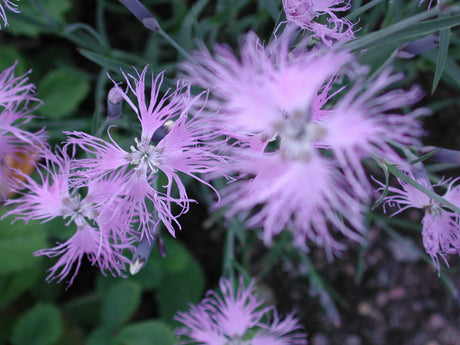 Dianthus sp., fjädernejlika – perenn för vintersådd på snö; så i sandblandad såjord, täck med vermikulit och låt fröna stratifieras för bättre groning.