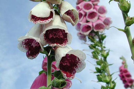 Digitalis purpurea 'Giant Spotted' fingerborgsblomma – tvåårig växt för höstsådd; så i augusti, låt rosetten övervintra och få tidig blomning våren därpå.