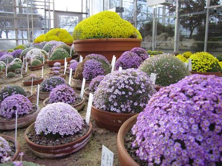 Dionysia översikt – Primulaceae, alpina kuddväxter från Elburz och Zagros i Iran; violetta/gula blommor på kalkstensklippor; kräver kallt alpinhus.