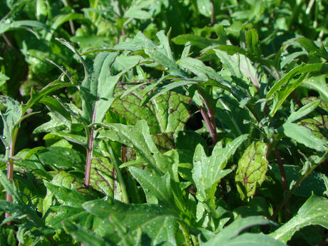 Pallkrageodling med bladgrönt â odla i pallkrage med sallat, rucola, spenat, mizuna och pak choi i kompostjord och markvĂ€v; tidig sĂ„dd, enkel skötsel och kontinuerlig skörd i ogrĂ€sfri odlingslĂ„da.