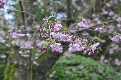 Sötkörsbär (Prunus avium) i full vårblomning med vita blommor – bigarrå i svensk trädgård, E-planta; odla i sol, väldränerad kalkrik jord (zon 1–4).