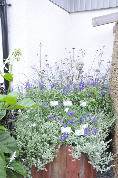 Höstplantering i kruka på uteplats: färgsprakande höstkrukor med samplantering av tåliga höstväxter – alunrot (Heuchera), sedum, prydnadsgräs (Carex), gulbladigt penningblad och Ajuga – i stora keramikkrukor.