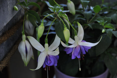 Övervintring av sommarblommor – vinterförvaring i svalt och ljust (frostfritt), vattna sparsamt, ta sticklingar; pelargoner, fuchsia, verbena och knölväxter innan första frosten