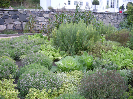 Odla sallat på balkong och friland – plocksallat och huvudsallat (Lactuca sativa), ruccola och vintersallat (Valerianella locusta). Så i omgångar för lång skörd. Frön hos OdlaShop.