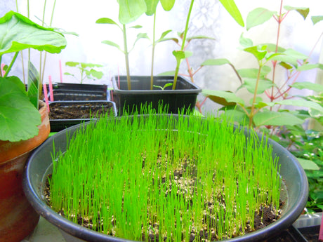 FörsĂ„dd och frösĂ„dd i januari: spirande plantor i innevĂ€xthus med vĂ€xtbelysning (lysrör/LED) och timer â optimal förkultivering i nordiskt klimat, inspirerad av vĂ„rens fröfest och frökatalog.