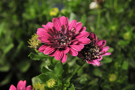 Dubbelblommande Osteospermum (stjärnöga) – vindtålig, torktålig sommarblomma för blåsig, vindutsatt balkong; perfekt i balkonglådor och robusta planteringar med färgprakt.