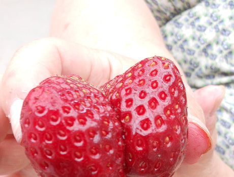 Mogna jordgubbar (Fragaria x ananassa) på solig, vindskyddad plats i väldränerad, svagt sur jord (pH 5,5–6,5) – odla jordgubbar: marktäckning, revor, skörd, gråmögel, mjöldagg.