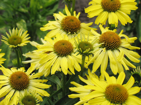 Röd solhatt Echinacea purpurea 'Cleopatra' â gulblommande solhatt i sensommarblom, hĂ€rdig perenn upp till zon 6 och en bi- och fjĂ€rilsmagnet i svenska trĂ€dgĂ„rdar.