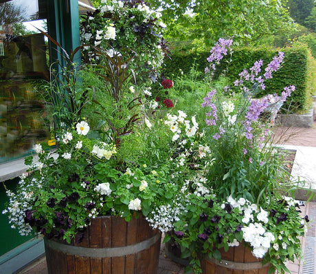 Vit bas och sommarblommor i ektunnor vid Botans infobutik, Botaniska trÀdgÄrden i Göteborg: hÀnglobelia, flitiga lisa, petunia 'Mystical Phantom', rosenskÀra, snöflinga och kolvhirs 'Red Jewel'