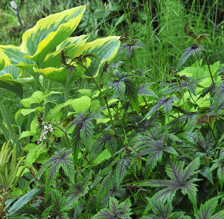 Filipendula âRed Umbrellasâ â dramatisk bladvĂ€xt för skuggiga trĂ€dgĂ„rdar; skuggtĂ„lig perenn med dekorativa blad som ger struktur och kontrast i halvskugga.